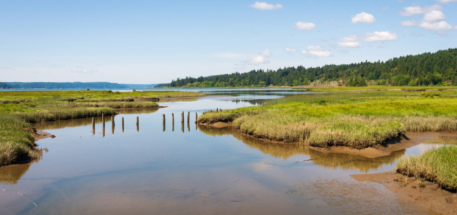 Theler,Wetlands,Nature,Preserve,In,Belfair,,Washington,State,,Usa